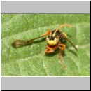 Nomada flava  - Wespenbiene m02a 7mm - OS-Garten det.jpg
